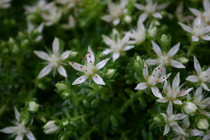 Rhodiola trollii 