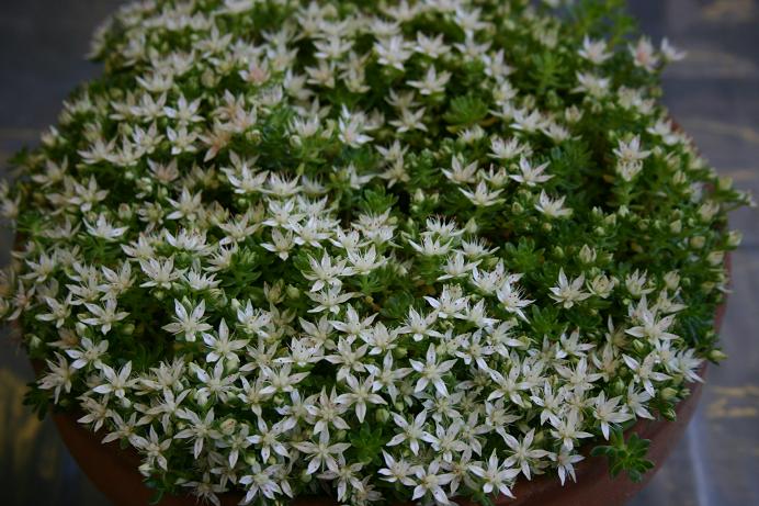 Rhodiola trollii 