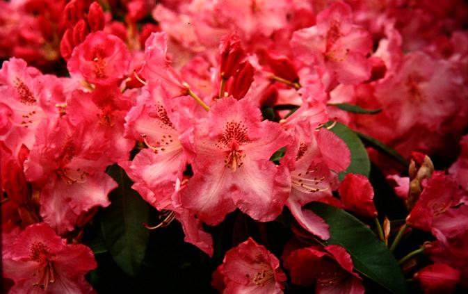 Rhododendron 'Betty Wormald' 