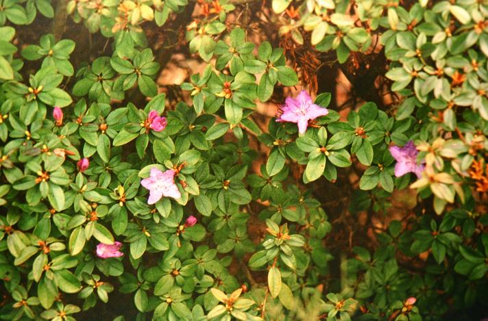 Rhododendron 'Blue Diamond' 