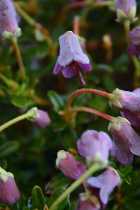 Rhododendron campylogynum myrtilloides 