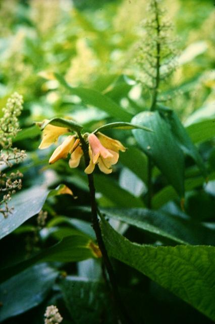 Rhododendron cinnabarinum 