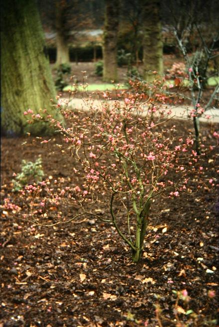 Rhododendron dauricum 