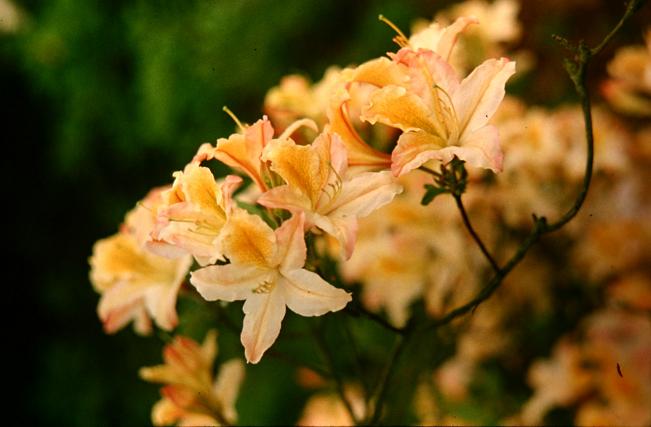 Rhododendron 'Exquisita' 