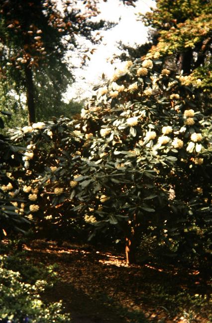 Rhododendron falconeri 