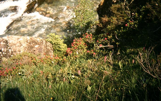 Rhododendron ferrugineum 