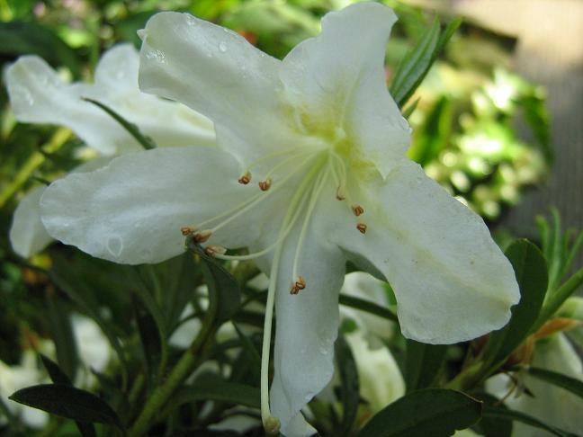 Rhododendron formosum formosum 