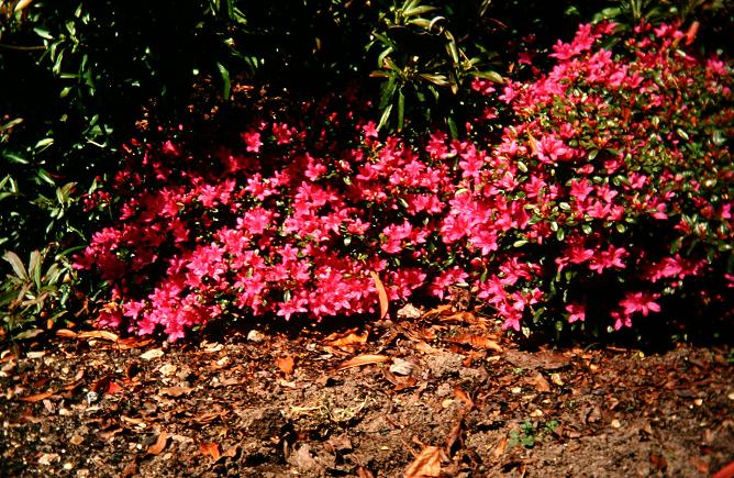 Rhododendron 'Hatsugiri' 