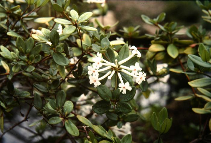 Rhododendron jasminiiflorum 