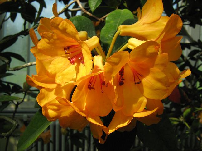 Rhododendron javanicum javanicum 