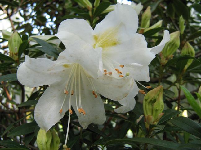 Rhododendron johnstoneanum 