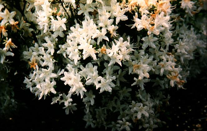 Rhododendron 'Kure No Yuki' 
