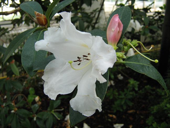Rhododendron lindleyi 'Dame Edith Sitwell' 