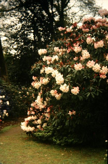 Rhododendron 'Loderi King George' 