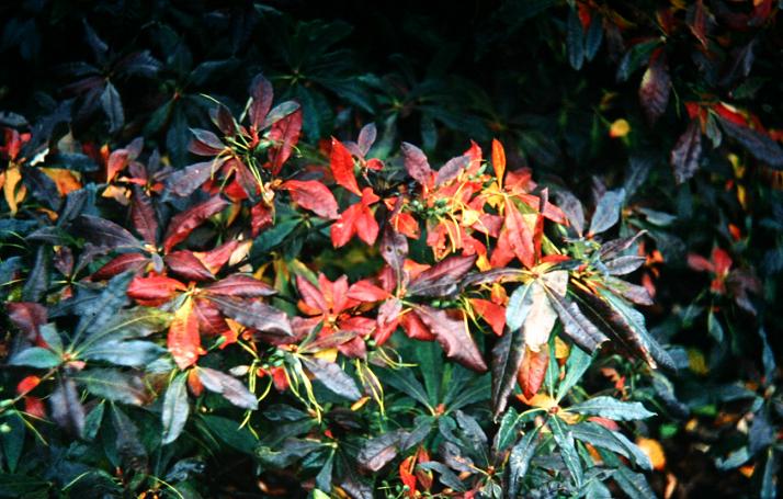 Rhododendron luteum 