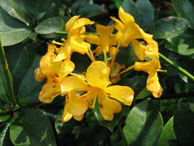 Rhododendron macgregoriae 