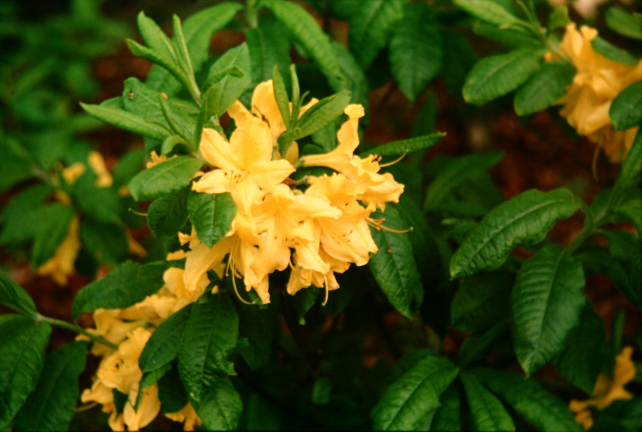 Rhododendron mollis 