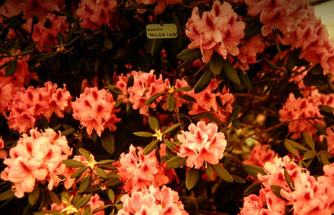 Rhododendron 'Mrs G.W.Leak' 