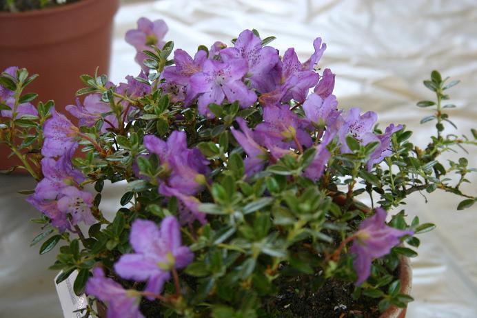 Rhododendron nitens 