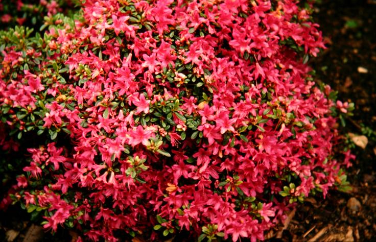 Rhododendron obtusatum 