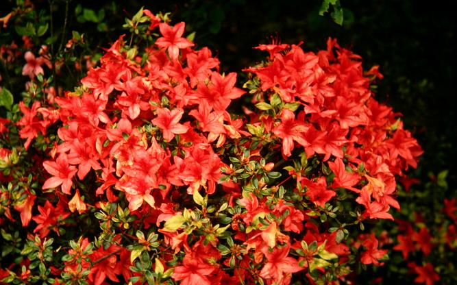 Rhododendron 'Orange Beauty' 