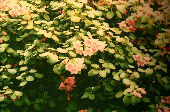 Rhododendron orbiculare 