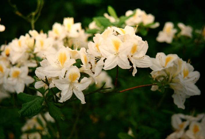 Rhododendron 'Pearl' 