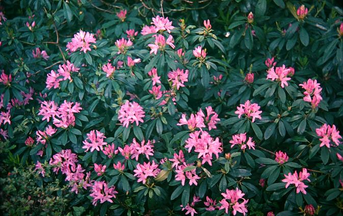 Rhododendron ponticum 