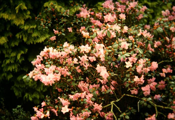 Rhododendron praecox 