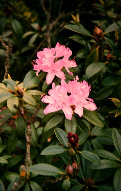 Rhododendron 'Purple Splendour' 