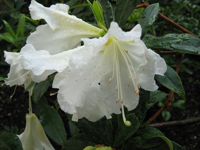 Rhododendron scopulorum