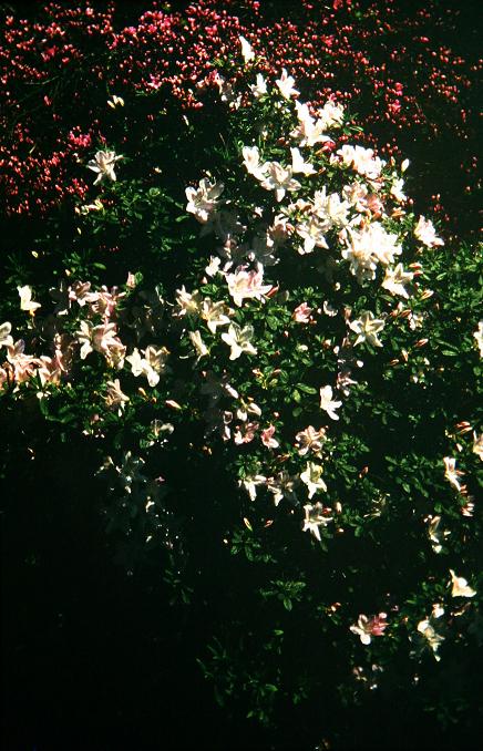 Rhododendron 'Shishu' 