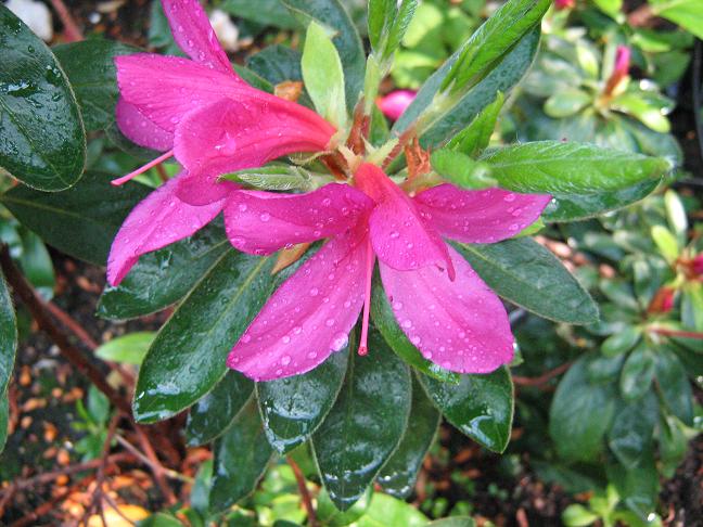 Rhododendron simsii 