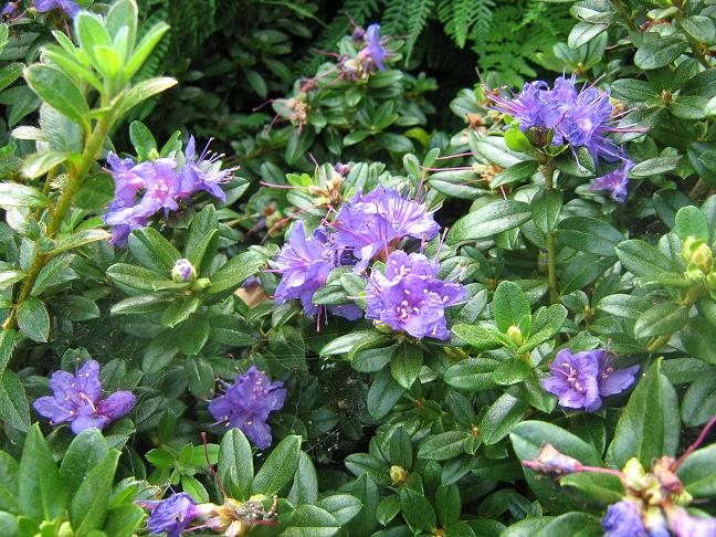 Rhododendron 'Songbird' 