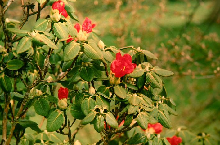 Rhododendron thomsonii 