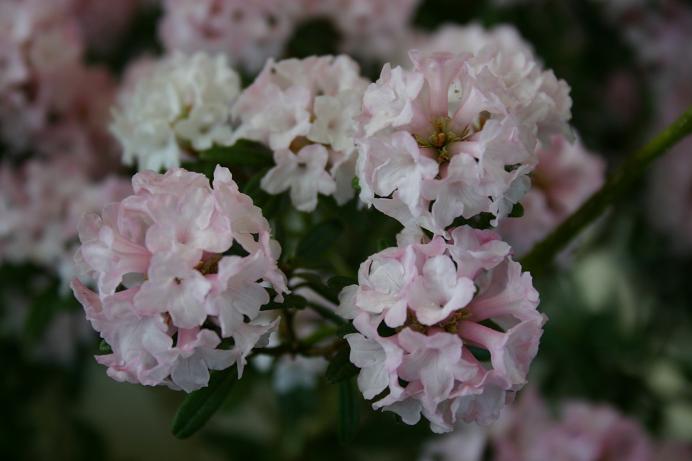 Rhododendron trichotomum 'Collingwood Ingram' 