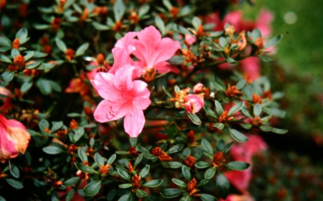 Rhododendron 'Willy' 