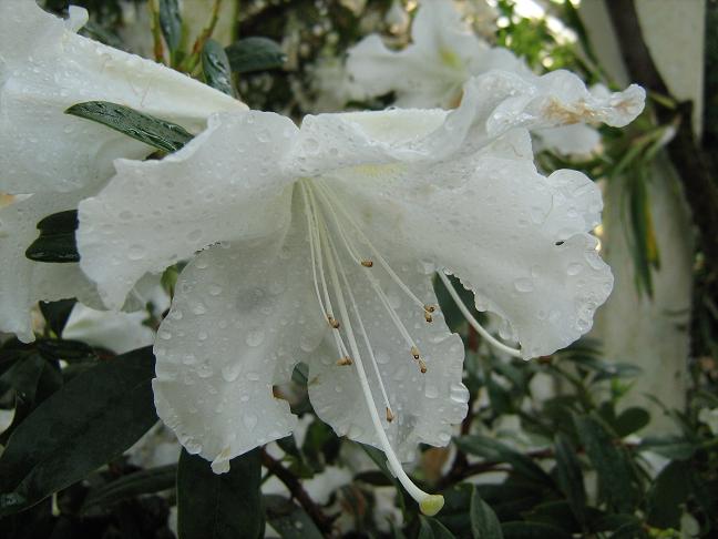Rhododendron zoelleri 'Decimus' 