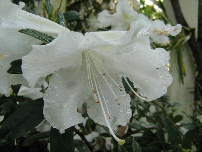 Rhododendron zoelleri 'Decimus' 