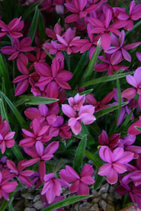 Rhodohypoxis 'Allbrighton' 