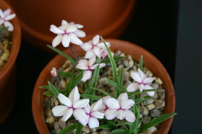 Rhodohypoxis 'Andromeda' 