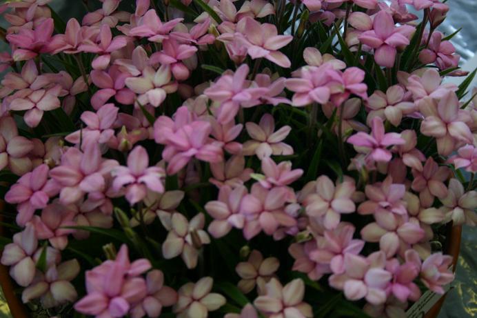 Rhodohypoxis 'Apple Blossom' 