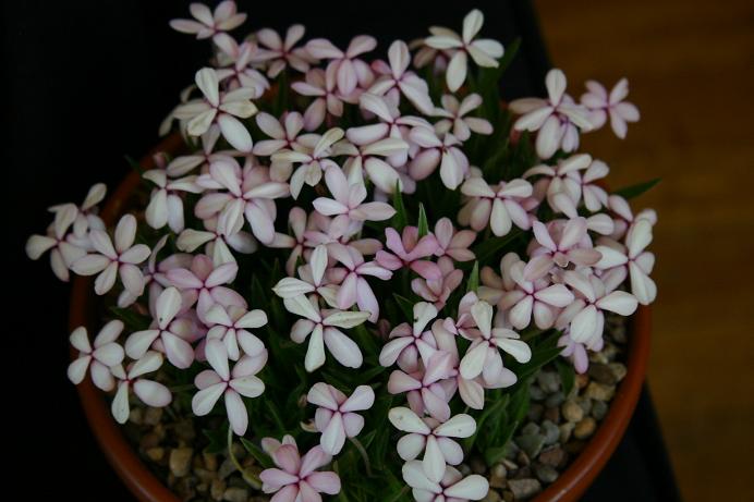 Rhodohypoxis 'Apple Blossom' 