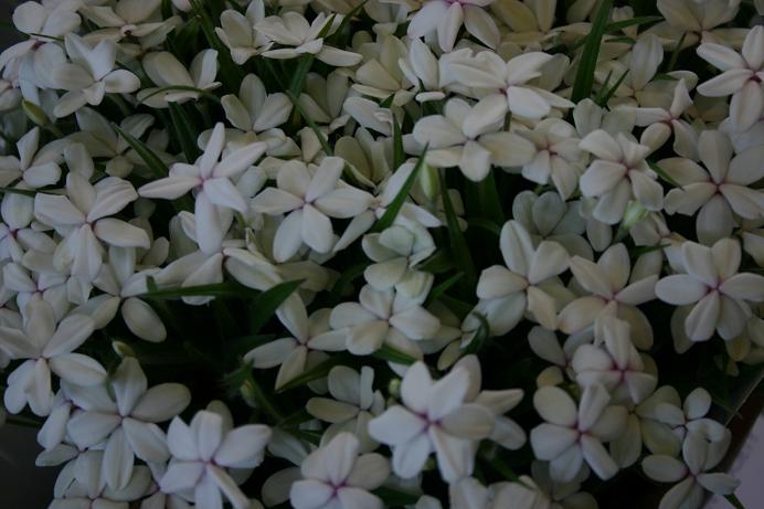 Rhodohypoxis baurii 'Alba' 