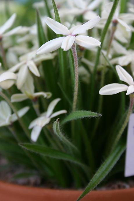 Rhodohypoxis baurii 'Alba' 