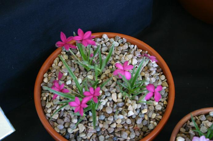 Rhodohypoxis baurii baurii 