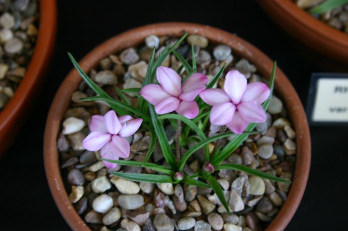 Rhodohypoxis baurii var confecta 