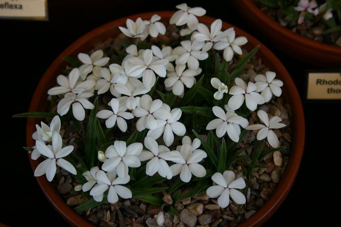 Rhodohypoxis baurii var platypetala 