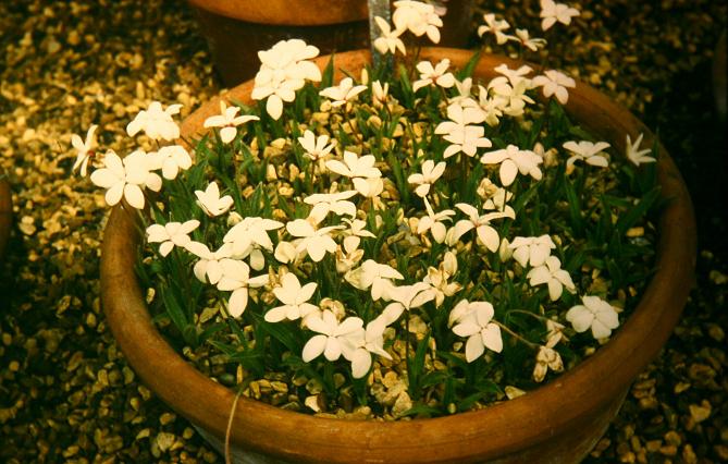 Rhodohypoxis baurii var platypetala 