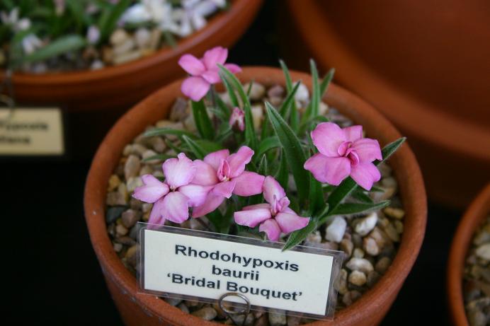 Rhodohypoxis 'Bridal Bouquet' 